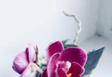 Snadné! Víme, jak probudit k životu přerostlou orchideu